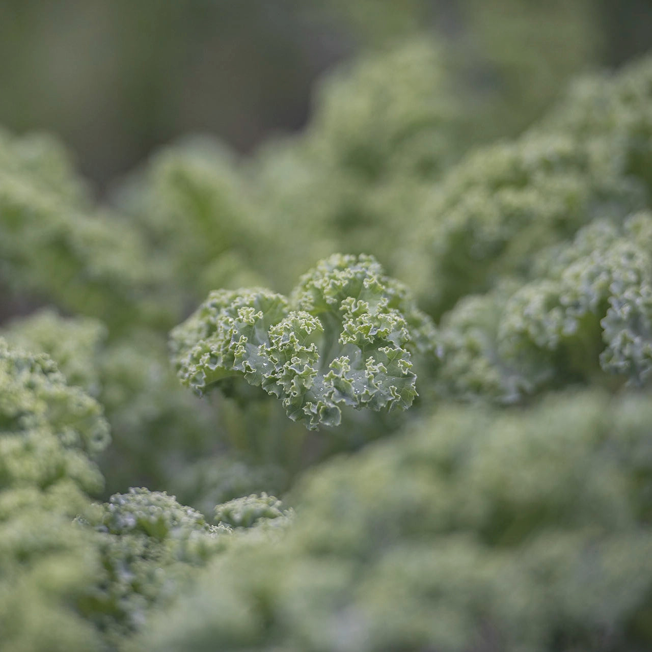 お試し 旬の野菜ぼっくす
