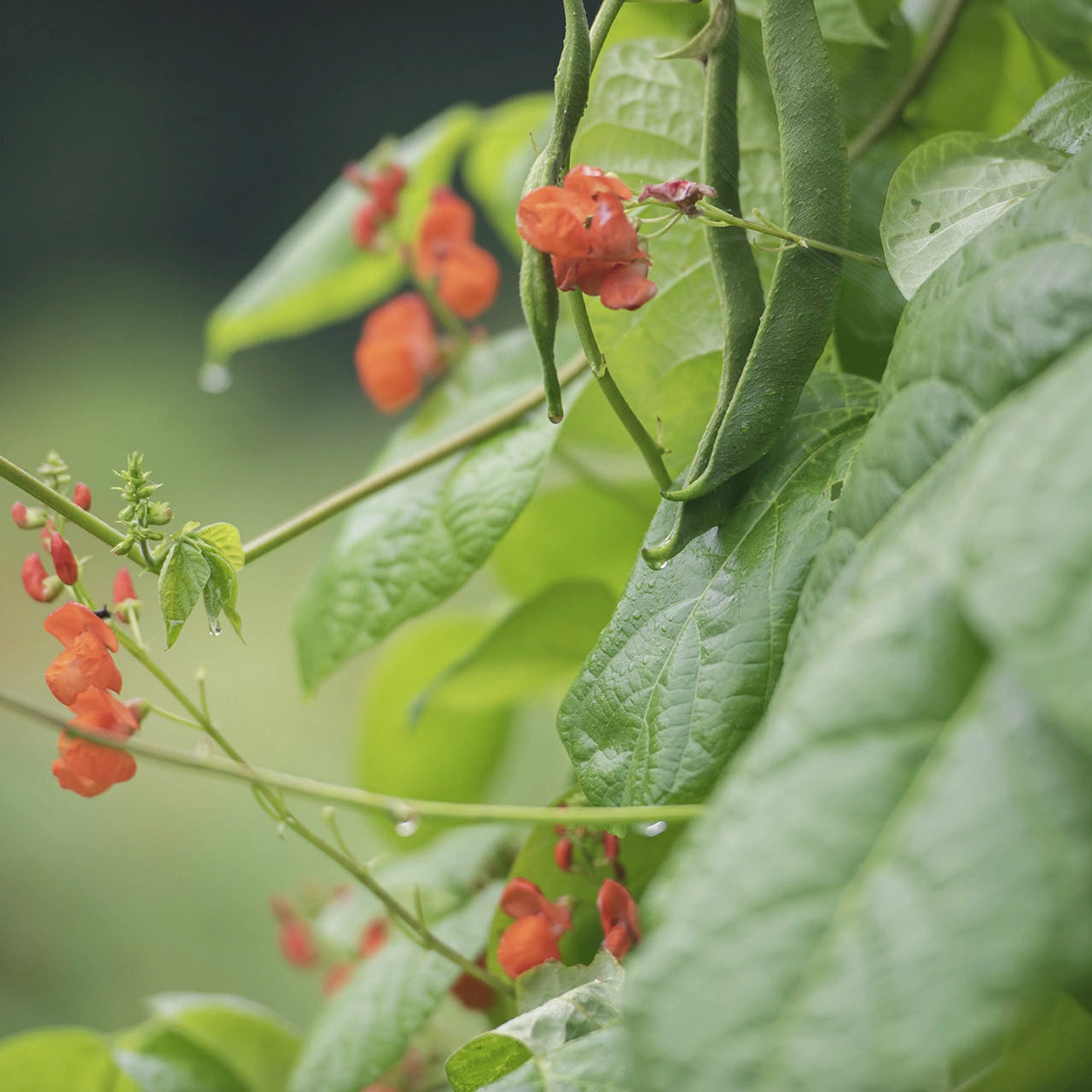 お試し 旬の野菜ぼっくす