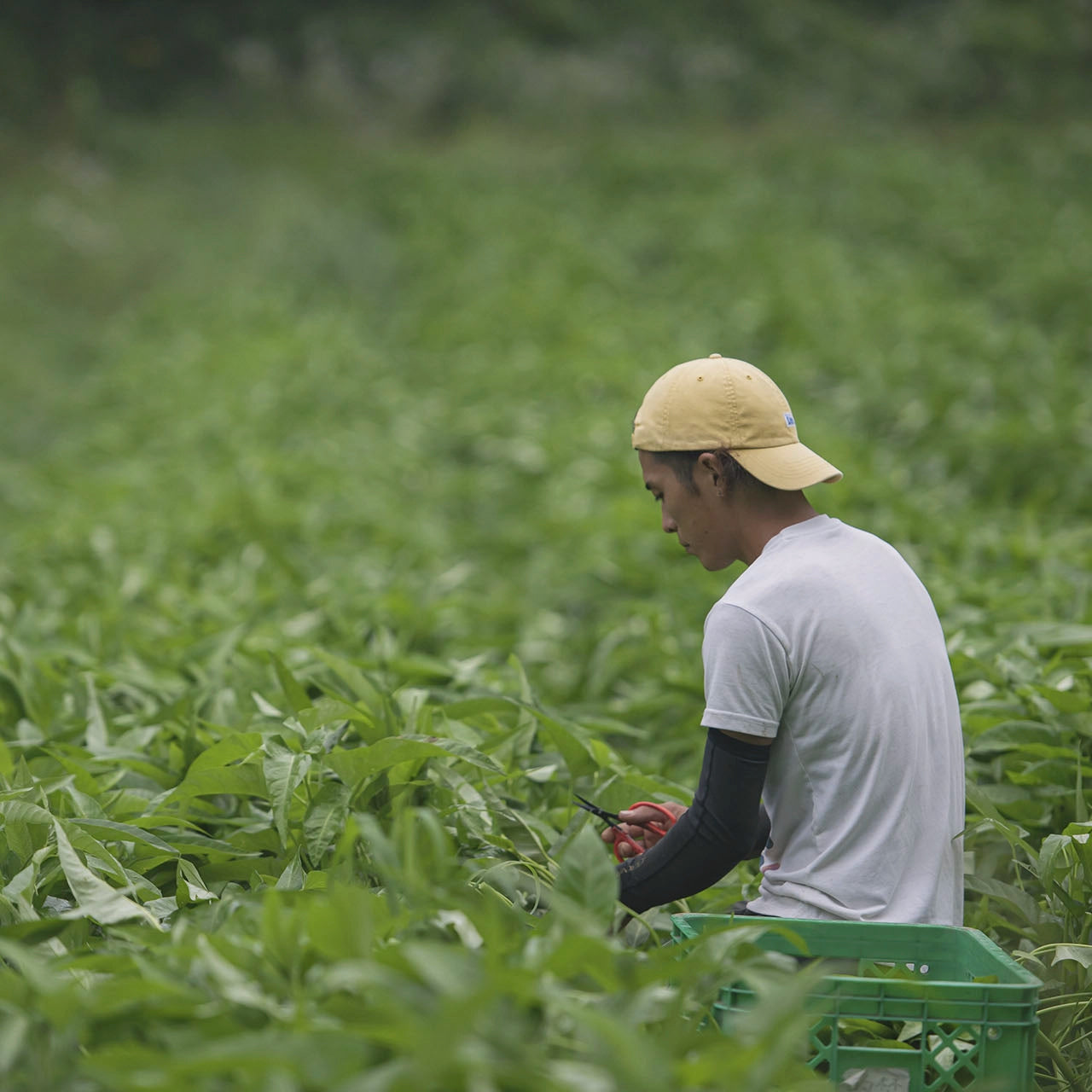 旬の野菜ぼっくす