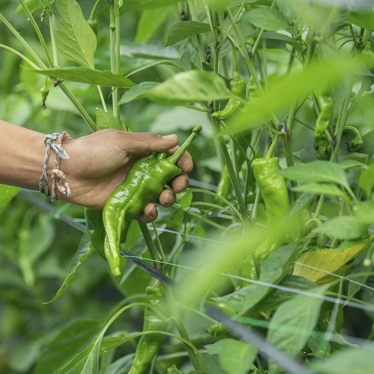 お試し 旬の野菜ぼっくす