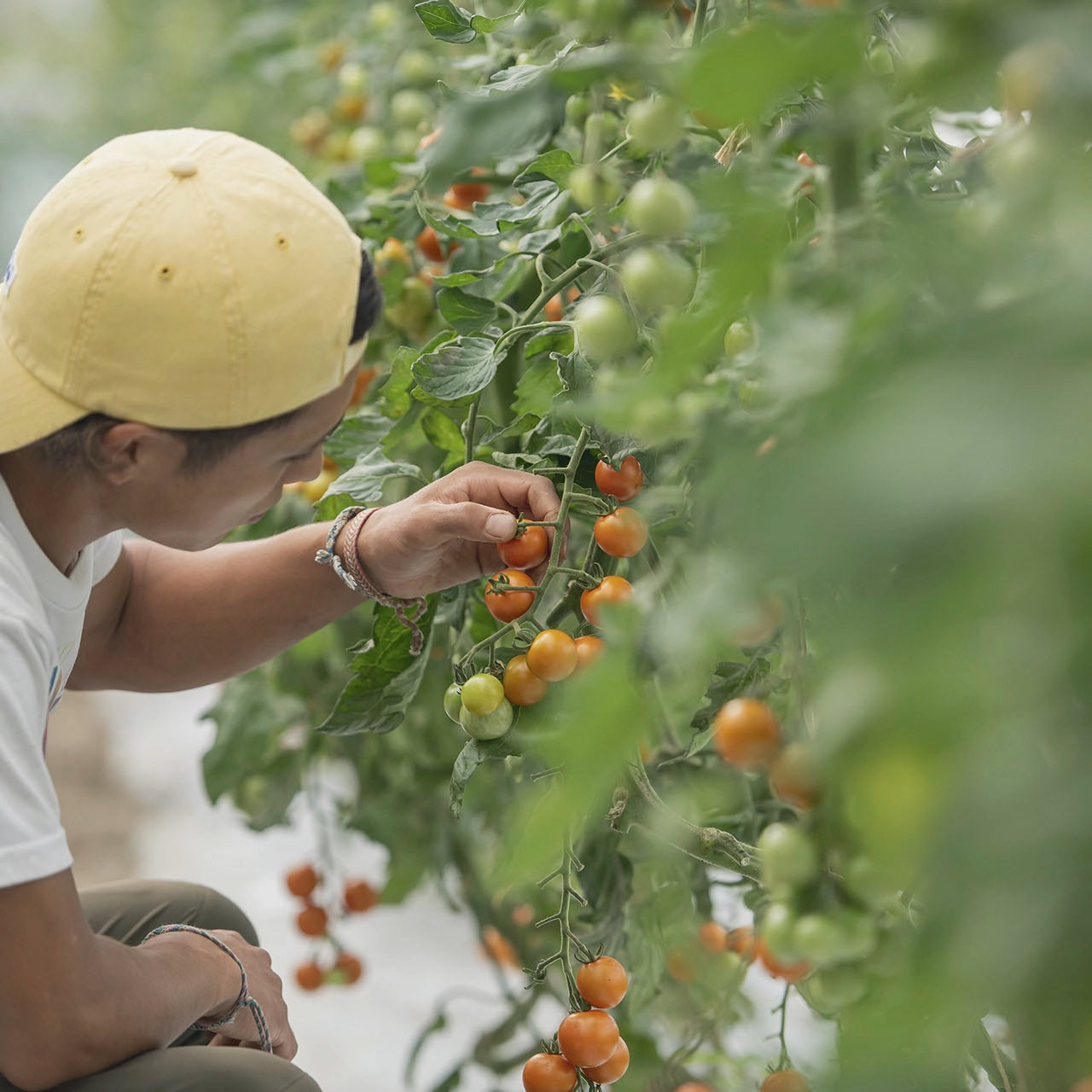 旬の野菜ぼっくす