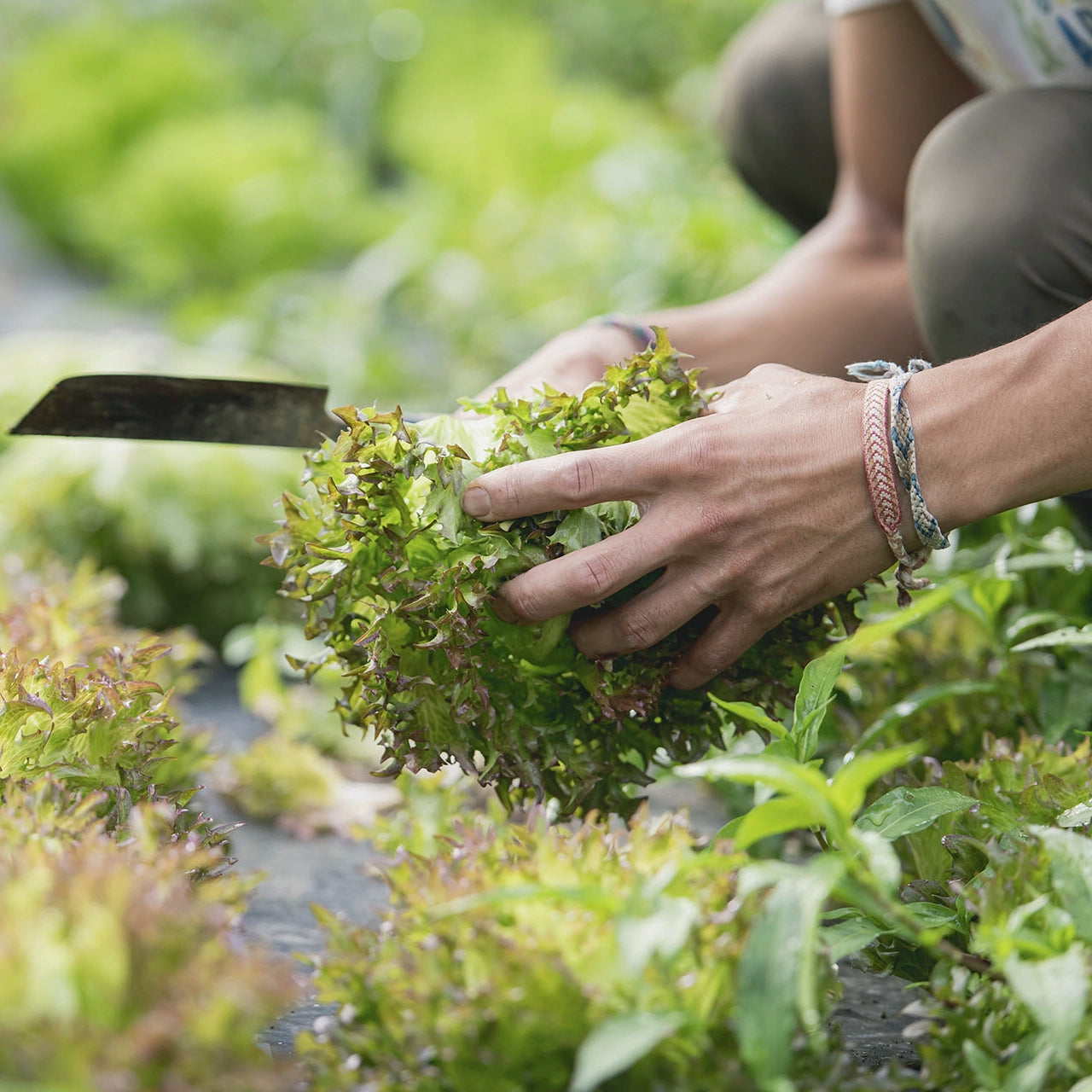 旬の野菜ぼっくす