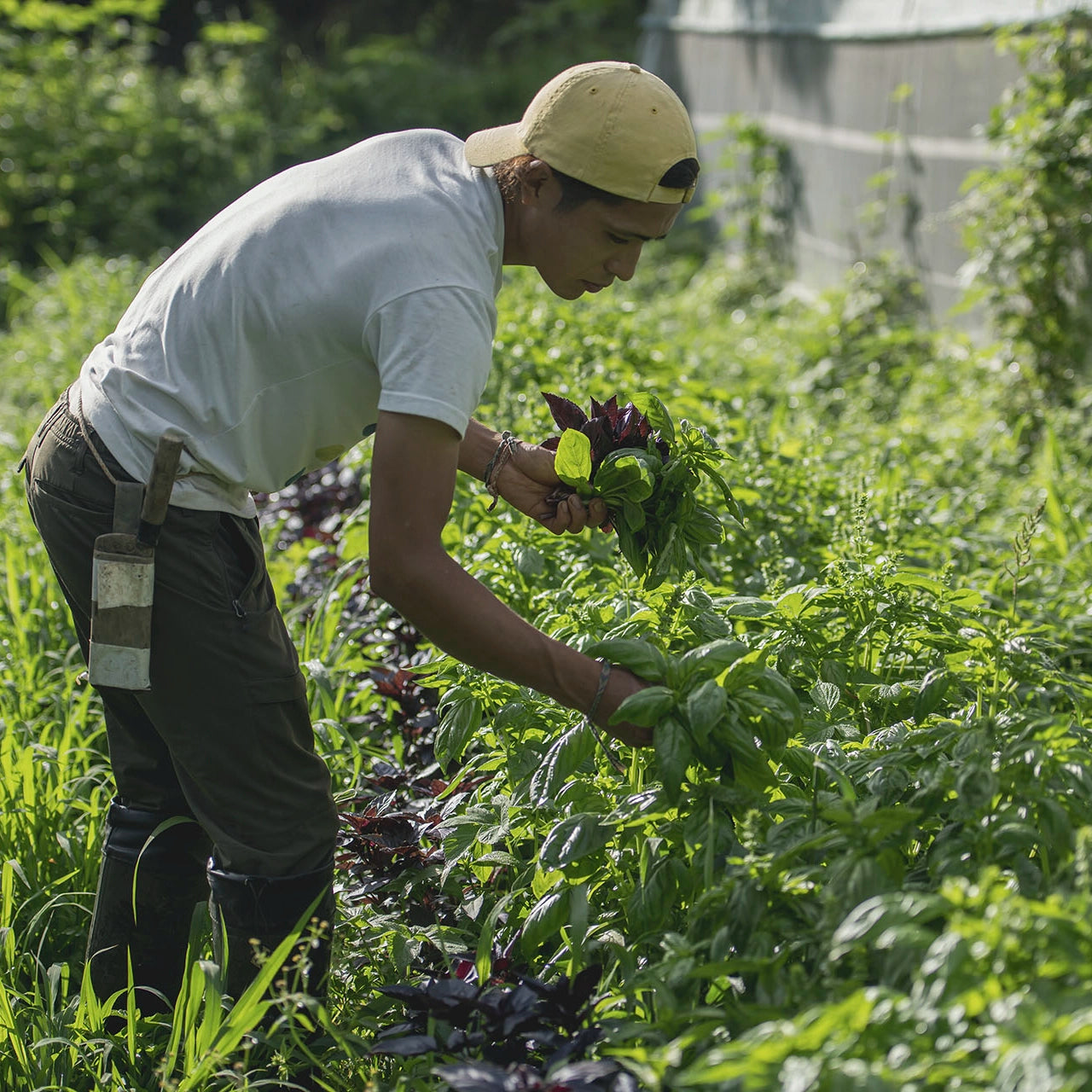 旬の野菜ぼっくす