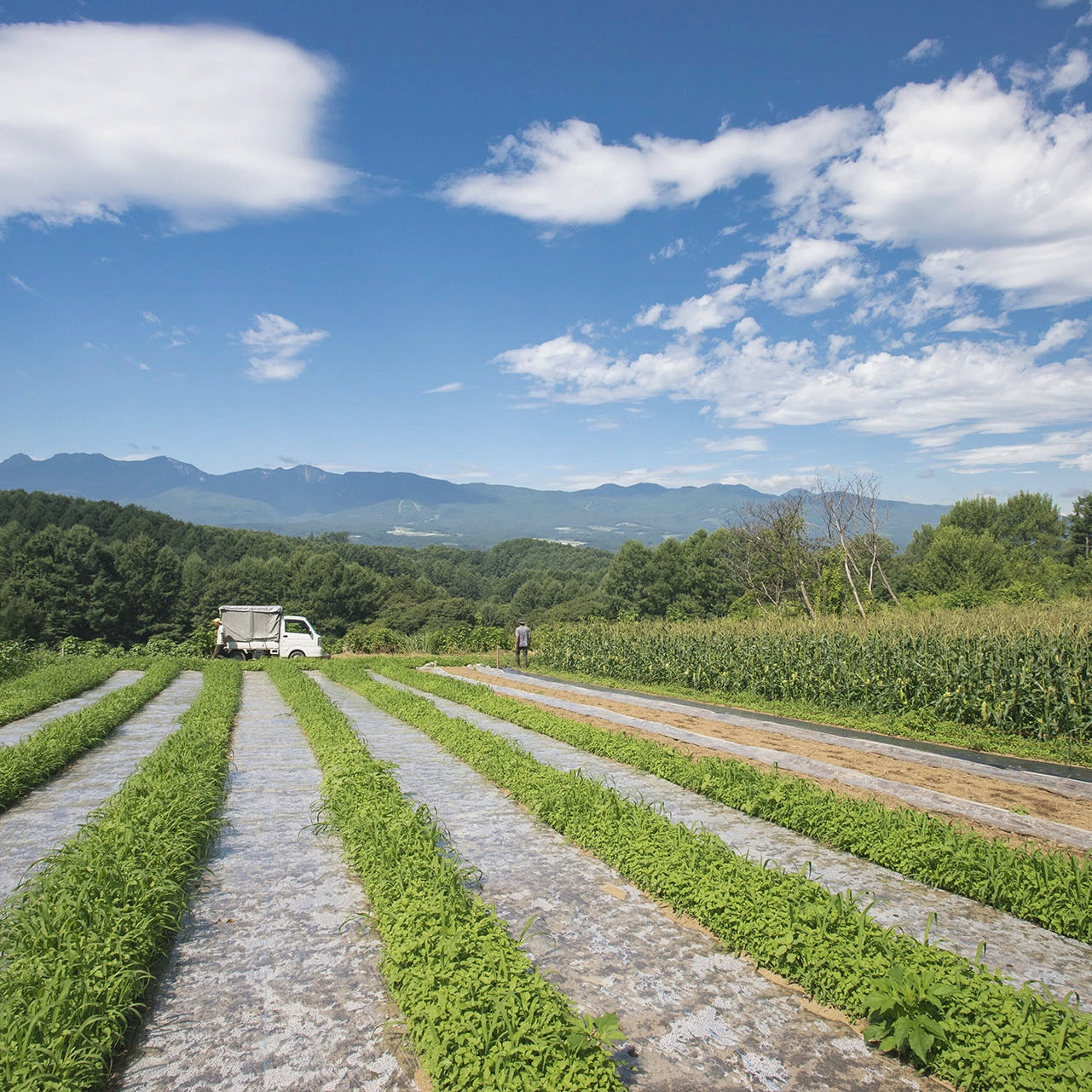 旬の野菜ぼっくす