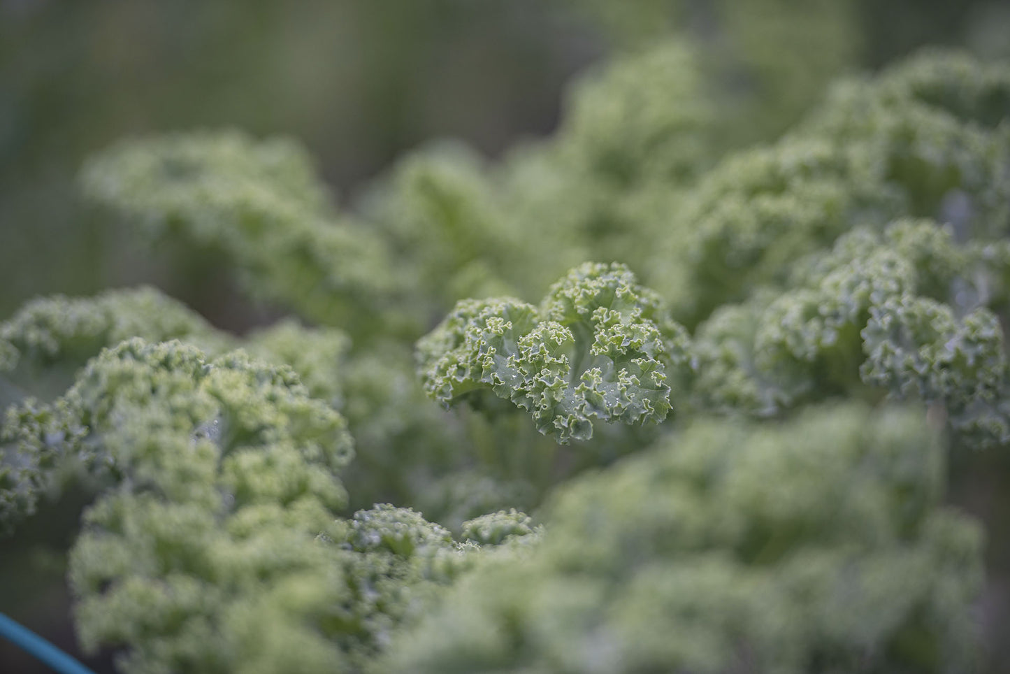 旬の野菜待ち合わせぼっくす（public食堂受け取り）